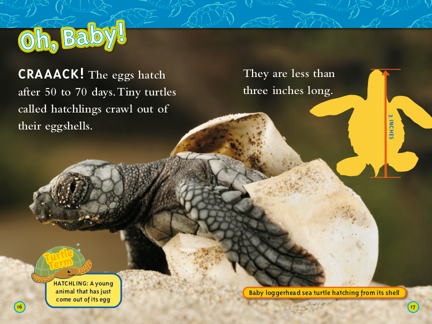 Sea Turtles (National Geographic Kids Readers, Level 2)