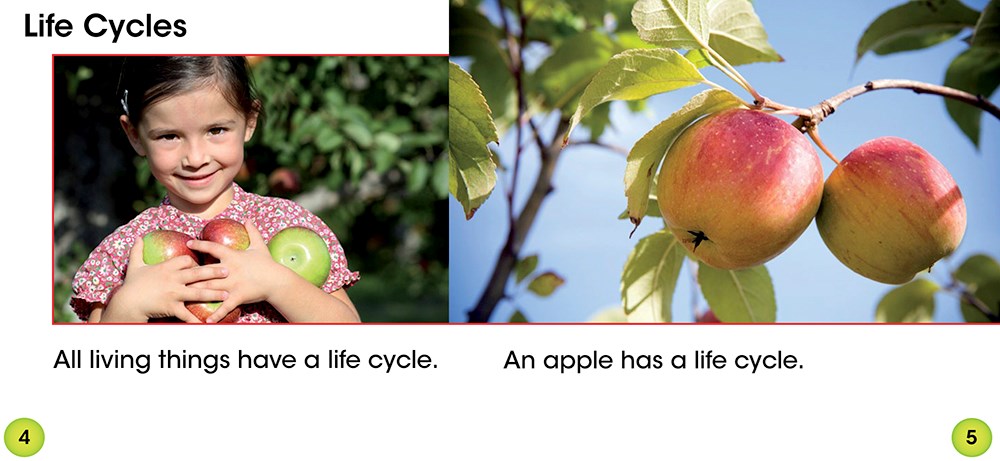 An Apple's Life