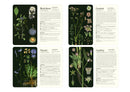 50 Plants that Heal