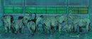 The Elephants Come Home