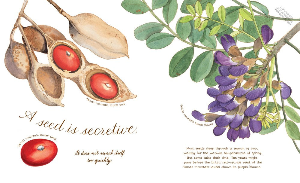 A Seed Is Sleepy: (Nature Books for Kids, Environmental Science for Kids)