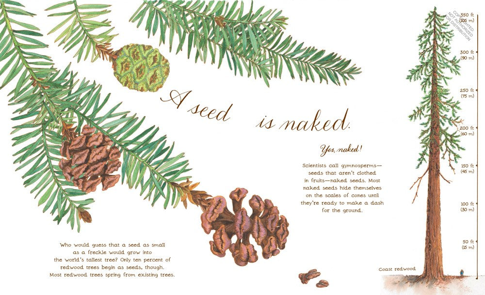 A Seed Is Sleepy: (Nature Books for Kids, Environmental Science for Kids)