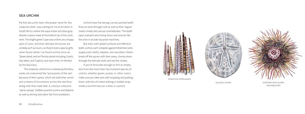 The Beachcomber's Companion