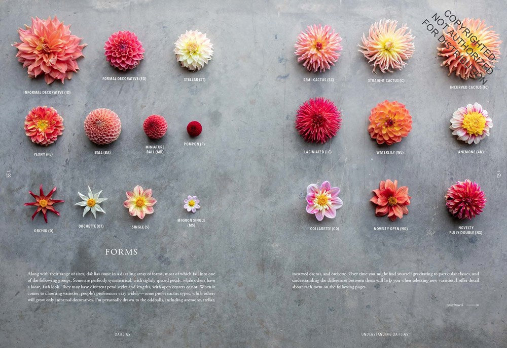 Floret Farm's Discovering Dahlias: A Guide to Growing and Arranging Magnificent Blooms