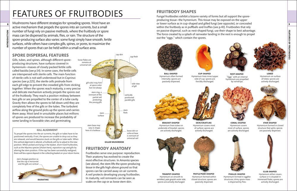 Mushrooms: How to Identify and Gather Wild Mushrooms and Other Fungi