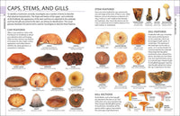 Mushrooms: How to Identify and Gather Wild Mushrooms and Other Fungi