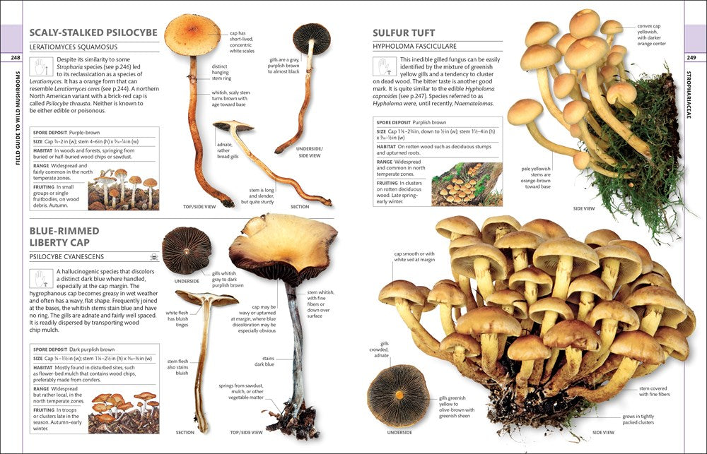 Mushrooms: How to Identify and Gather Wild Mushrooms and Other Fungi
