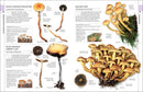 Mushrooms: How to Identify and Gather Wild Mushrooms and Other Fungi