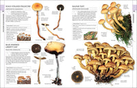 Mushrooms: How to Identify and Gather Wild Mushrooms and Other Fungi