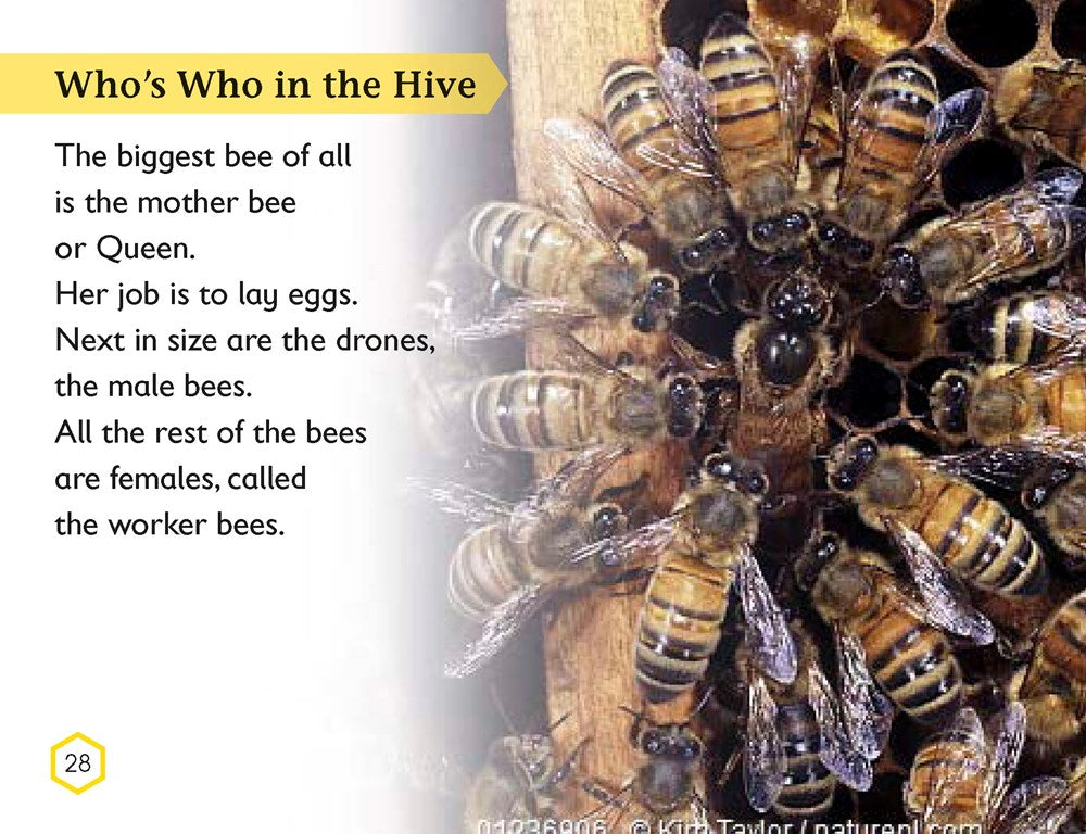 DK Readers L2: Amazing Bees
