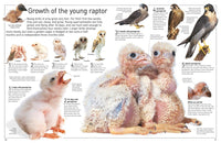 Eyewitness Eagle and Birds of Prey