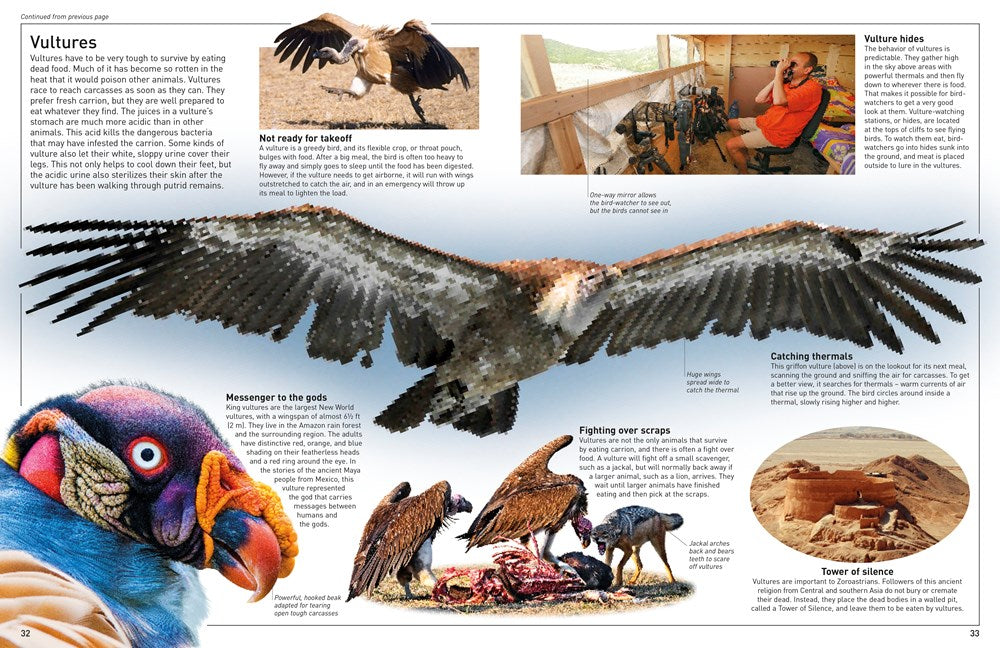 Eyewitness Eagle and Birds of Prey