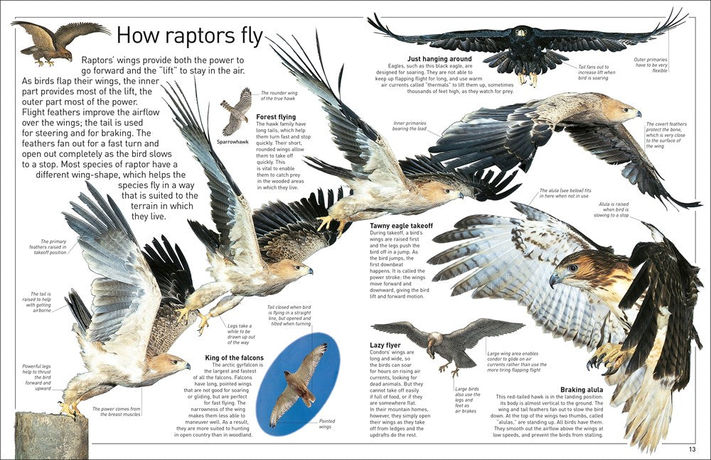 Eyewitness Eagle and Birds of Prey