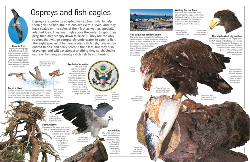 Eyewitness Eagle and Birds of Prey