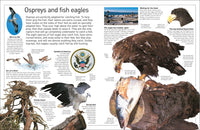 Eyewitness Eagle and Birds of Prey