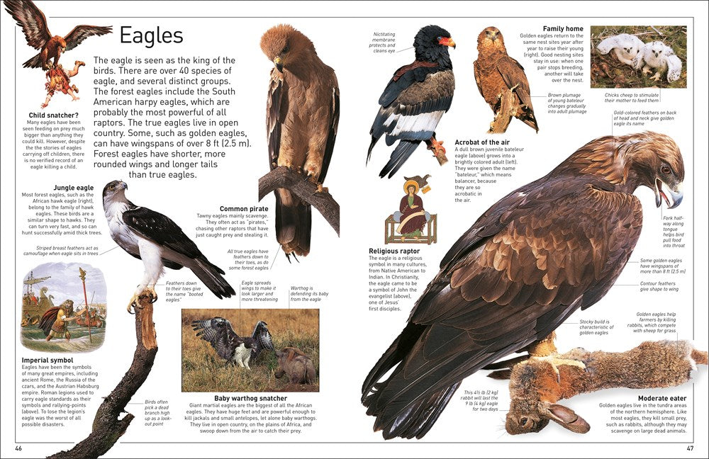 Eyewitness Eagle and Birds of Prey