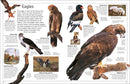 Eyewitness Eagle and Birds of Prey