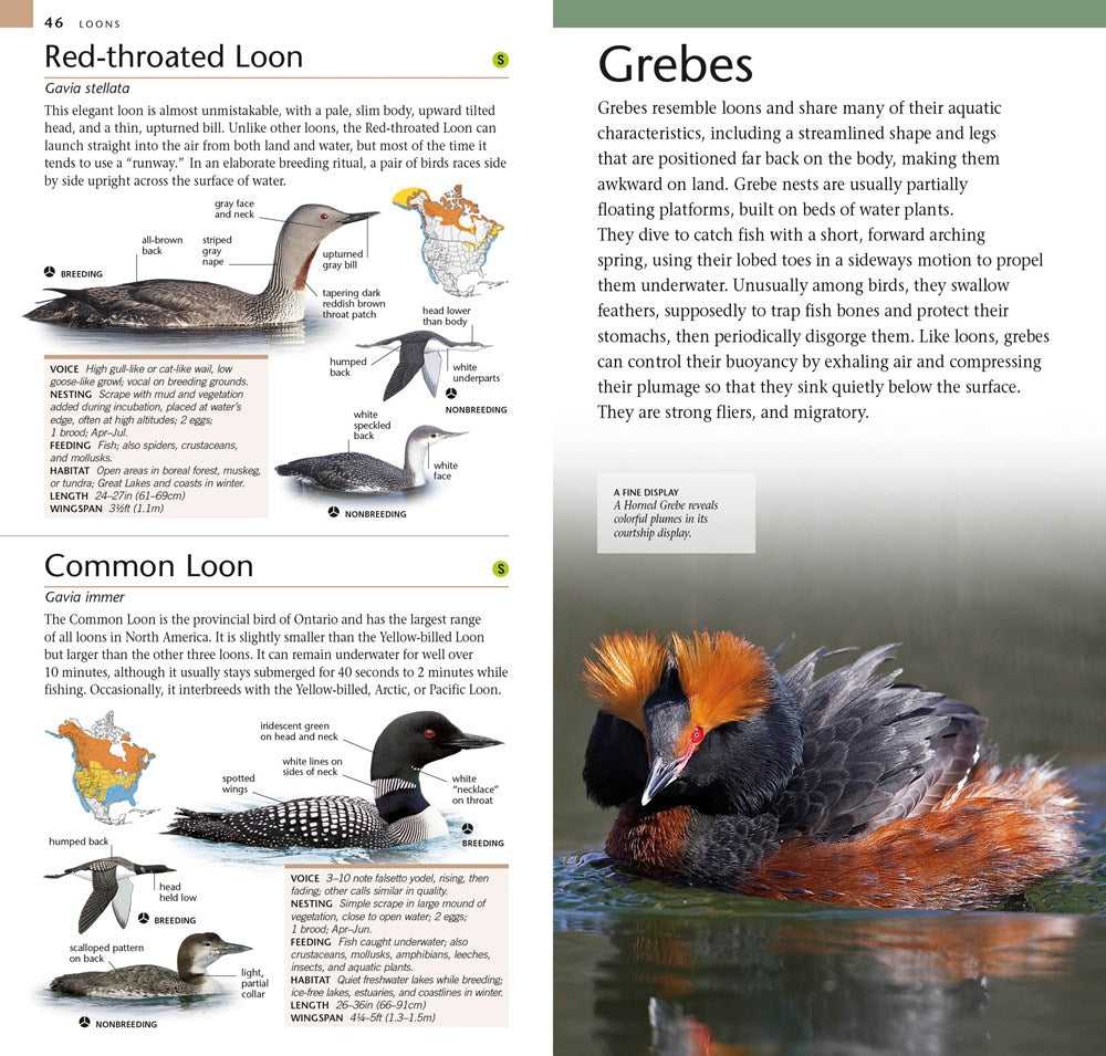 American Museum of Natural History: Pocket Birds of North America, Eastern Region
