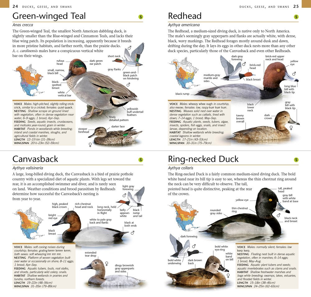 American Museum of Natural History: Pocket Birds of North America, Eastern Region