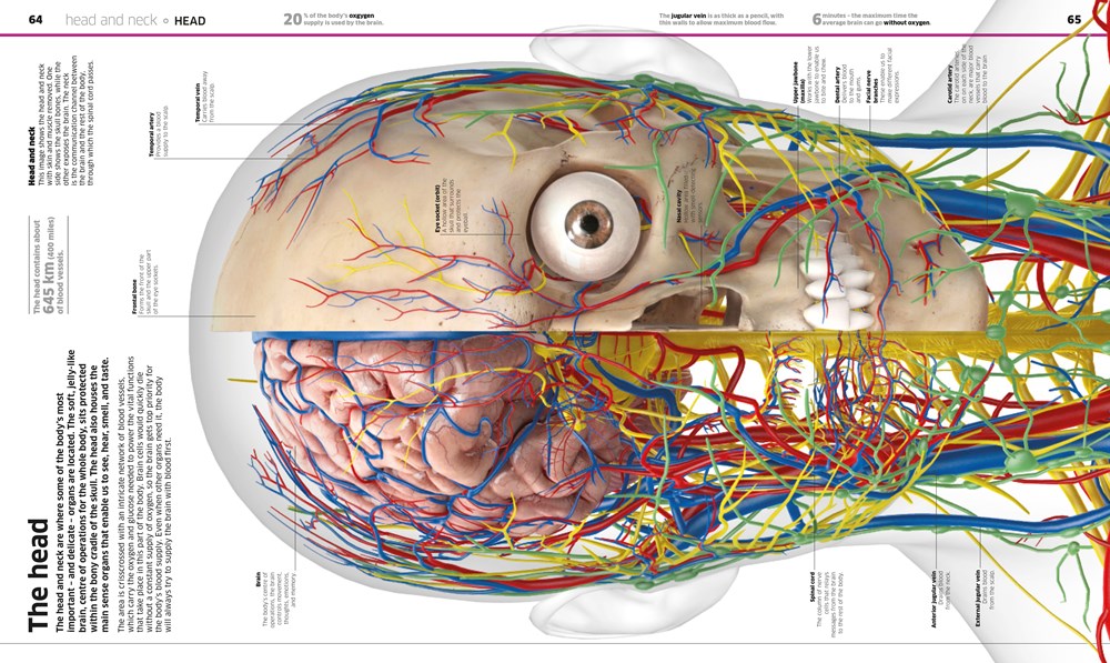 Knowledge Encyclopedia Human Body!