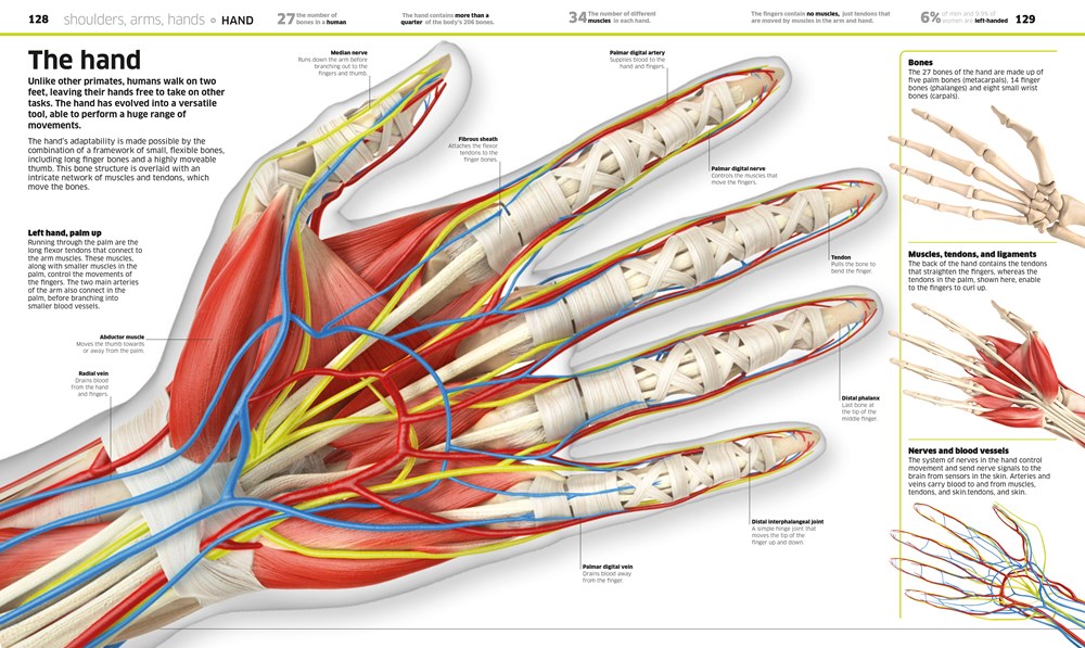 Knowledge Encyclopedia Human Body!