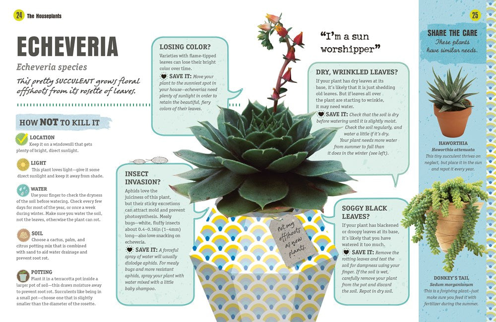 How Not to Kill Your Houseplant: Survival Tips for the Horticulturally Challenged