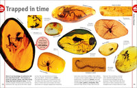 The Dinosaur Book: And Other Wonders of the Prehistoric World