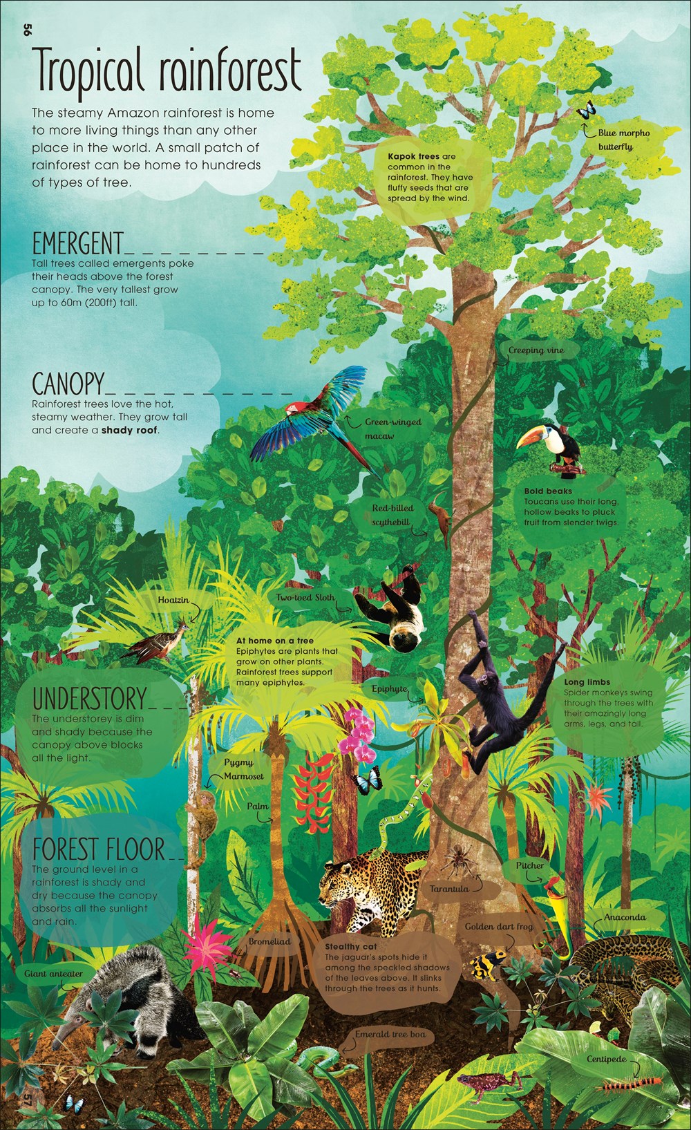 The Magic and Mystery of Trees