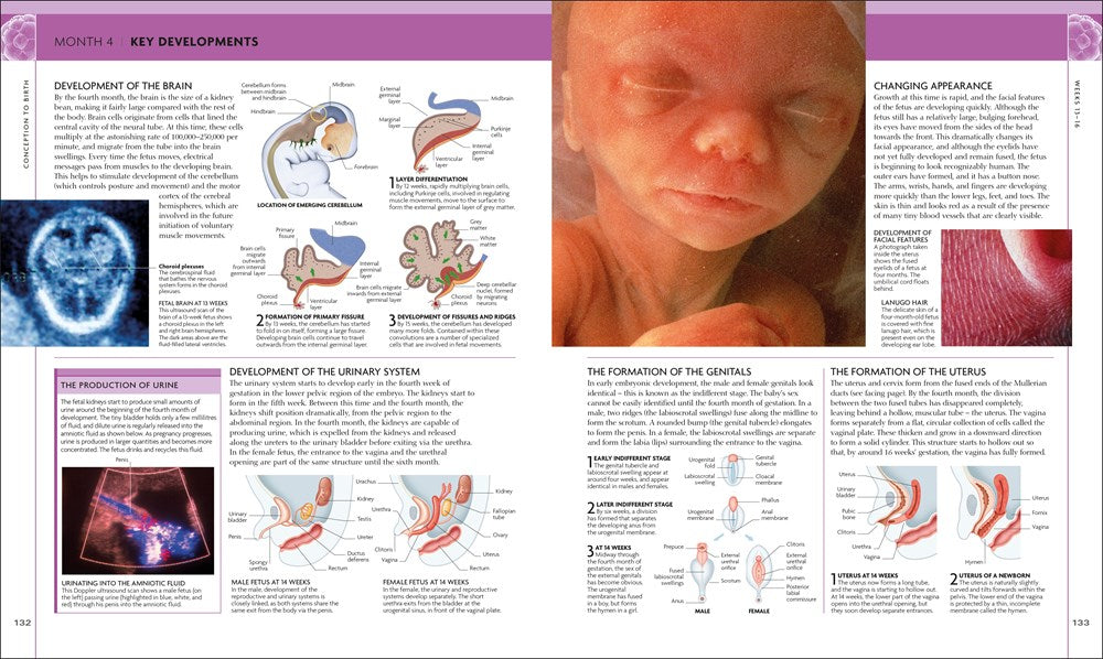 The Science of Pregnancy