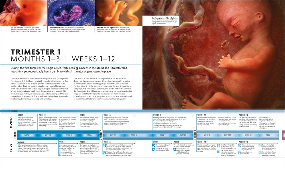 The Science of Pregnancy