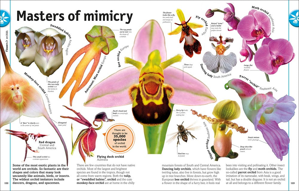 Trees, Leaves, Flowers and Seeds: A Visual Encyclopedia of the Plant Kingdom