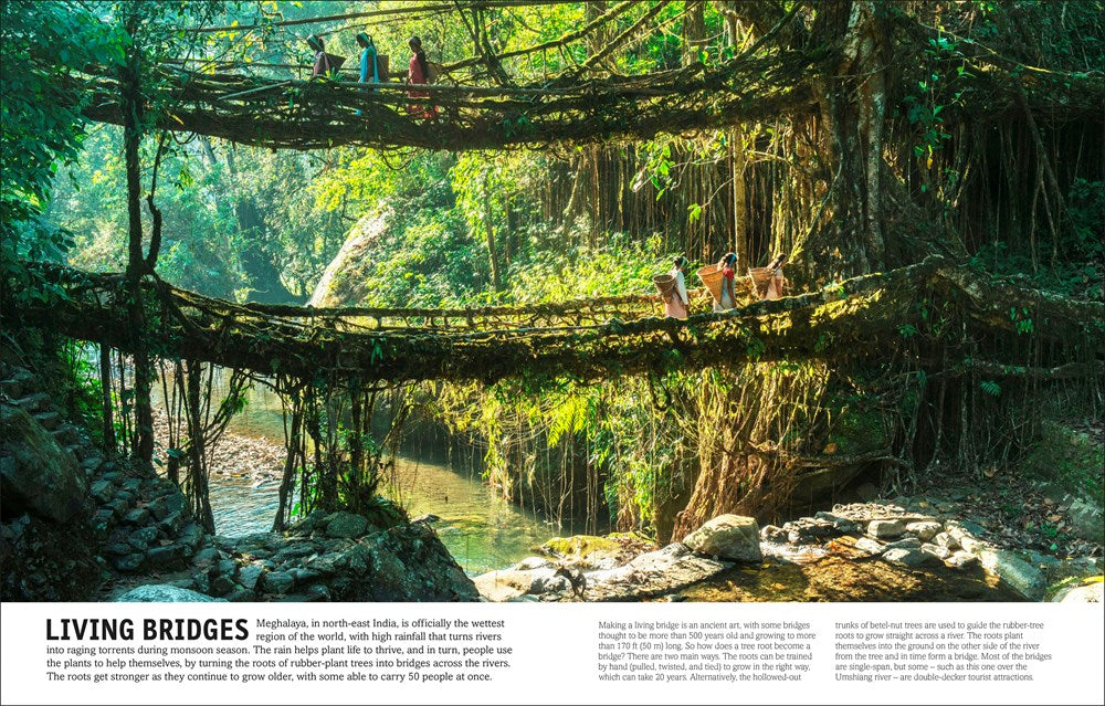 Trees, Leaves, Flowers and Seeds: A Visual Encyclopedia of the Plant Kingdom