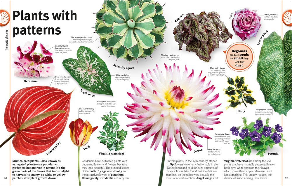 Trees, Leaves, Flowers and Seeds: A Visual Encyclopedia of the Plant Kingdom