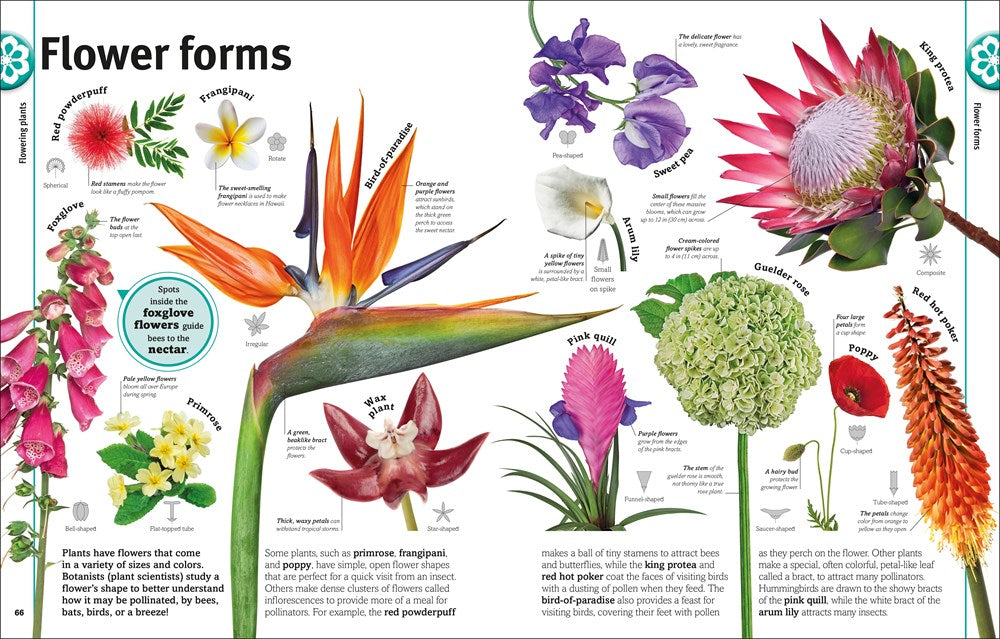 Trees, Leaves, Flowers and Seeds: A Visual Encyclopedia of the Plant Kingdom