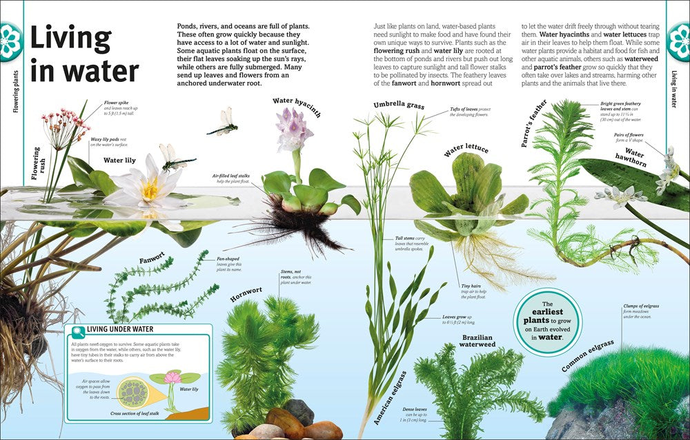 Trees, Leaves, Flowers and Seeds: A Visual Encyclopedia of the Plant Kingdom