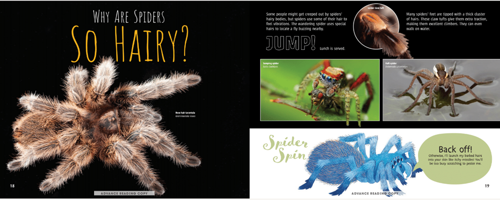 Scurry! The Truth About Spiders