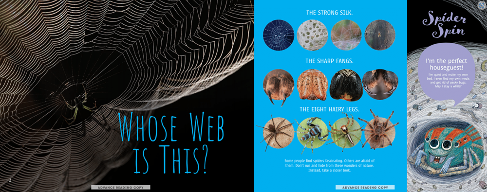 Scurry! The Truth About Spiders