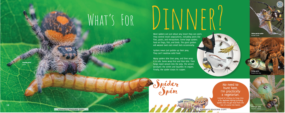 Scurry! The Truth About Spiders