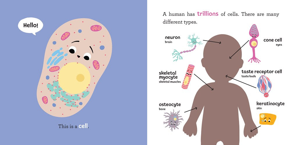 Baby Biochemist: DNA