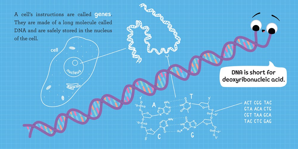 Baby Biochemist: DNA