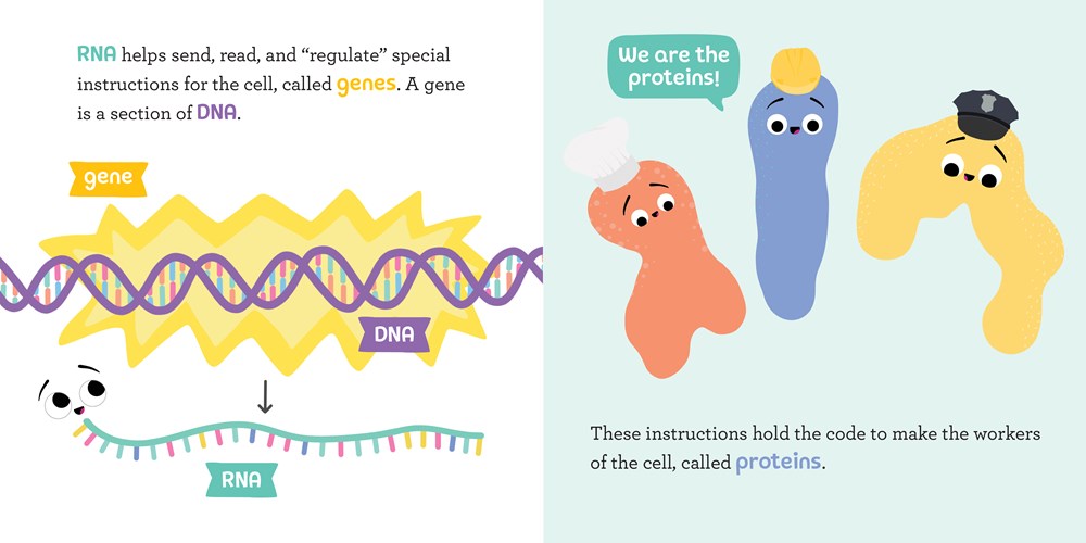 Baby Biochemist: RNA