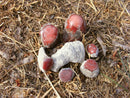 Rockhounding Utah