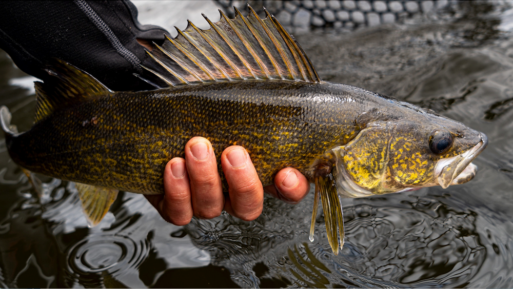 Walleye