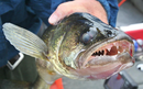 Walleye