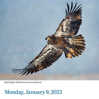 Audubon Birds Page-A-Day Calendar 2023