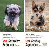 365 Dogs Page-A-Day Calendar 2023