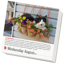 365 Cats Page-A-Day Calendar 2023