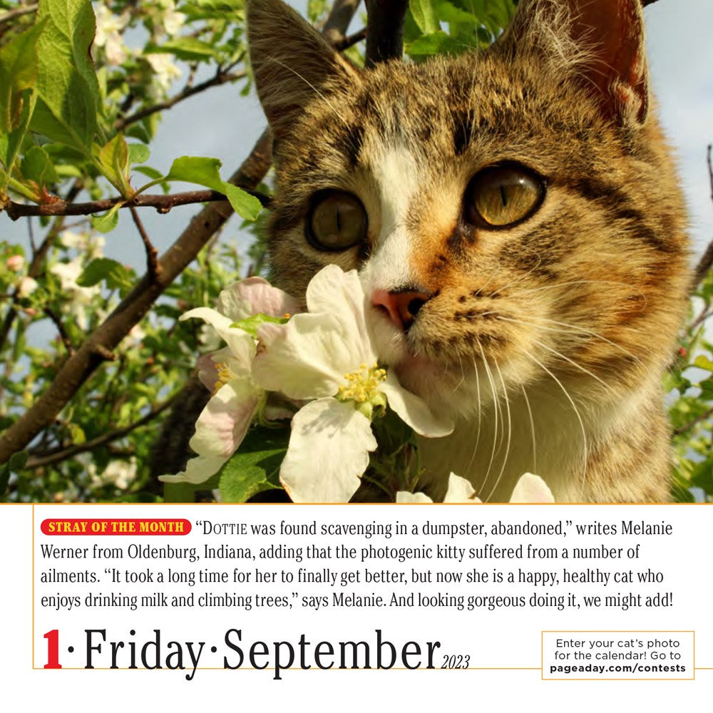 365 Cats Page-A-Day Calendar 2023