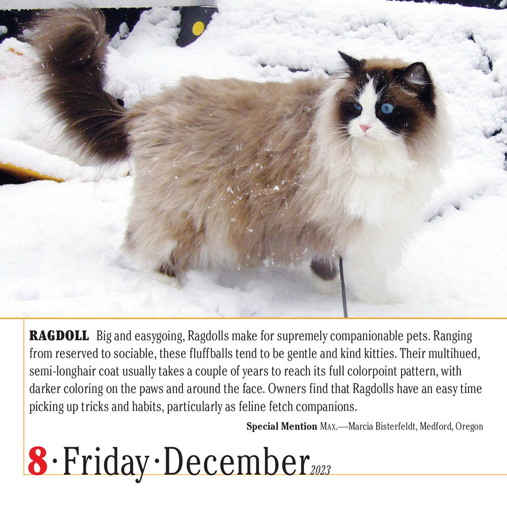 365 Cats Page-A-Day Calendar 2023
