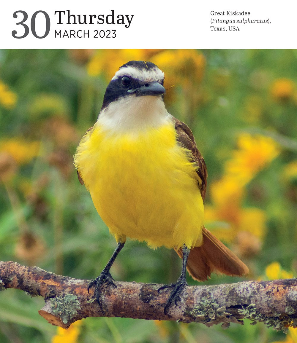 Audubon Nature Page-A-Day Gallery Calendar 2023